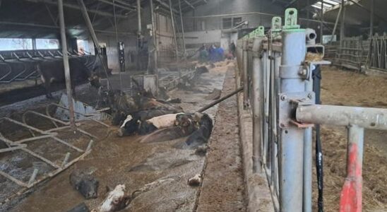 First 10 cows rescued from slurry cellar after stable floor