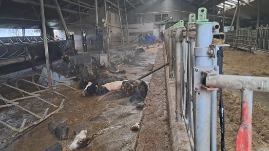 First 10 cows rescued from slurry cellar after stable floor