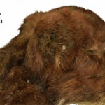 First saber toothed cat mummy discovered almost intact we now know