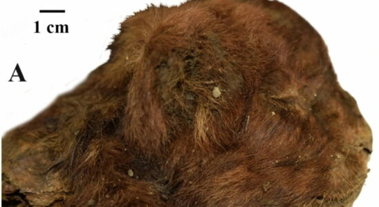 First saber toothed cat mummy discovered almost intact we now know