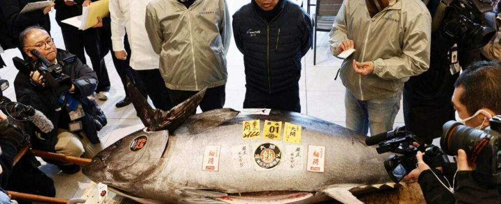 Fish sold for an unimaginable amount of money