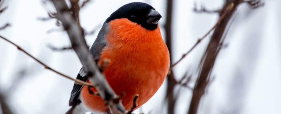 Here is Swedens most common birds