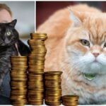 Hundreds of thousands of cat owners violate new law