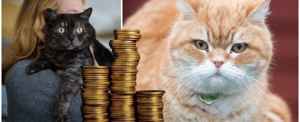 Hundreds of thousands of cat owners violate new law