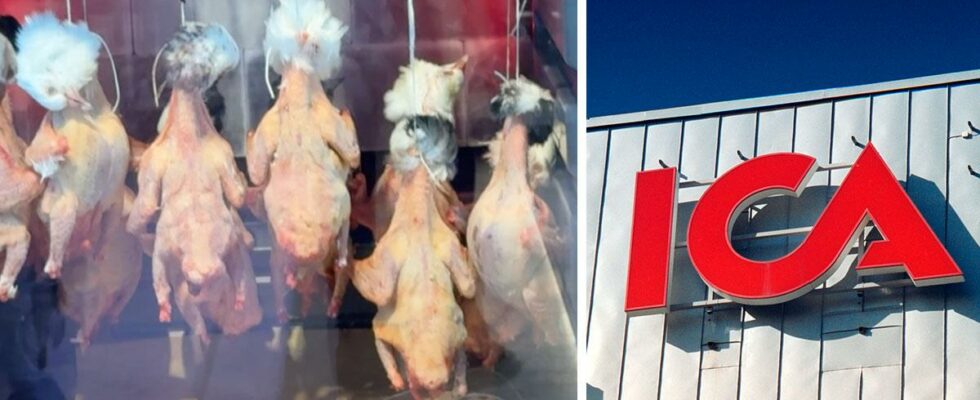 ICA customer Astrids shock dead birds hung in the delicacy counter