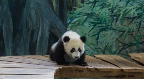 Is Lang Yue a cute panda or Chinas way of