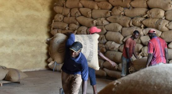 Ivory Coast worries about intensification of cocoa smuggling