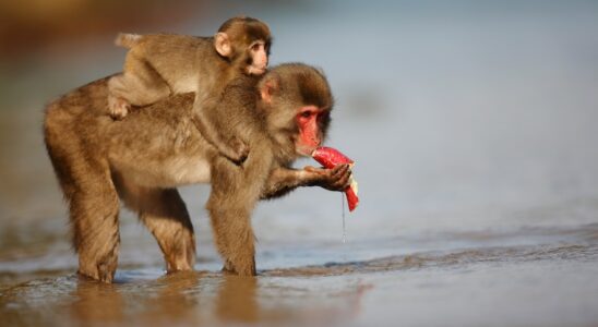 Japanese macaques intrigue scientists – LExpress