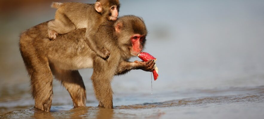 Japanese macaques intrigue scientists – LExpress