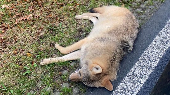 Killed wolf Leersum was a cub from the Utrecht pack