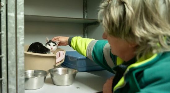 Kitten dumped in carrier at supermarket Owner loved it