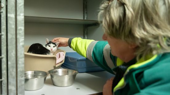 Kitten dumped in carrier at supermarket Owner loved it