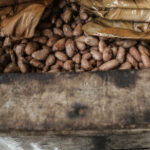 Madagascar the National Cocoa Council displays an exceptional record for