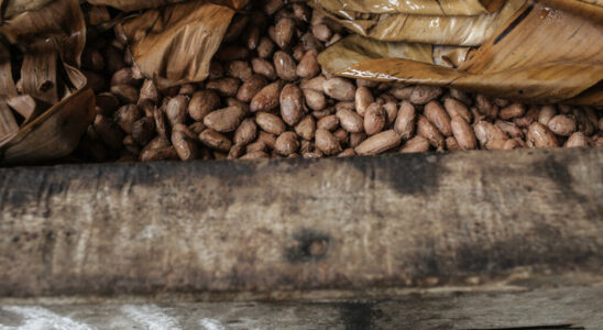 Madagascar the National Cocoa Council displays an exceptional record for