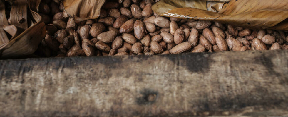 Madagascar the National Cocoa Council displays an exceptional record for