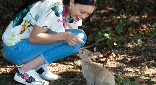 Man kicked rabbit investigated for 77 deaths