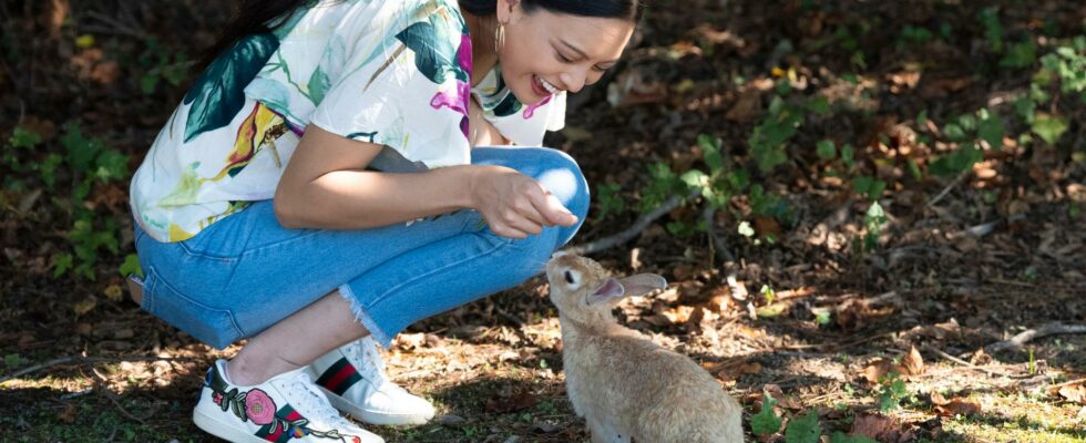 Man kicked rabbit investigated for 77 deaths