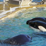 Marineland what will become of the last orcas A track