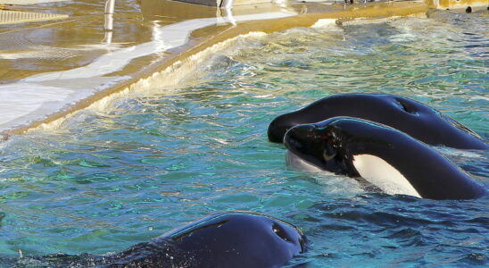 Marineland what will become of the last orcas A track