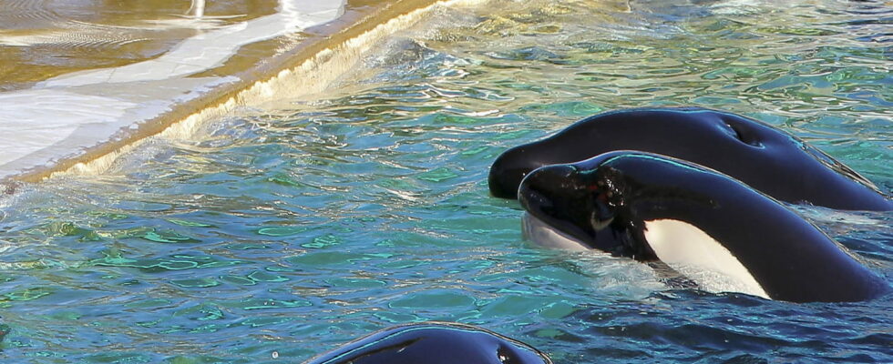 Marineland what will become of the last orcas A track