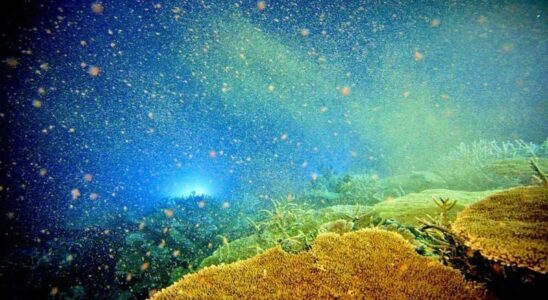 Mysterious Lost World Found Under the Pacific Ocean