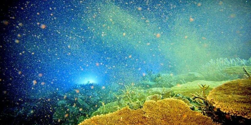 Mysterious Lost World Found Under the Pacific Ocean