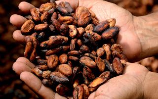 Prime raw material prices in 2024 record for cocoa