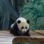 Rented giant pandas in Ouwehands innocent or image booster for