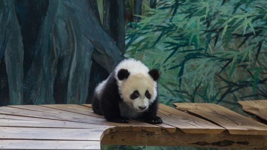 Rented giant pandas in Ouwehands innocent or image booster for