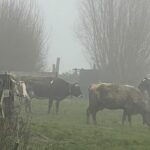 Rescue operation in Westbroek all cows rescued after hours in