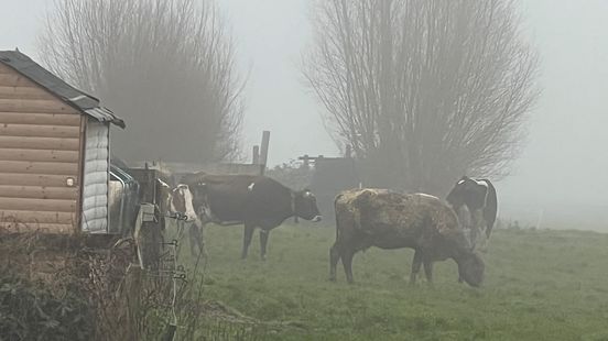 Rescue operation in Westbroek all cows rescued after hours in