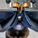 Scientists invent the virtual reality headset for mice