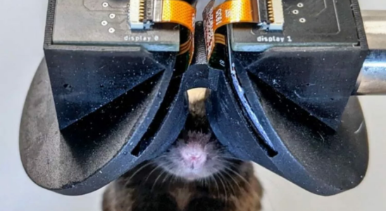 Scientists invent the virtual reality headset for mice