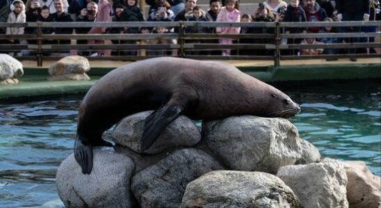 Sea lions doing tricks are a thing of the past