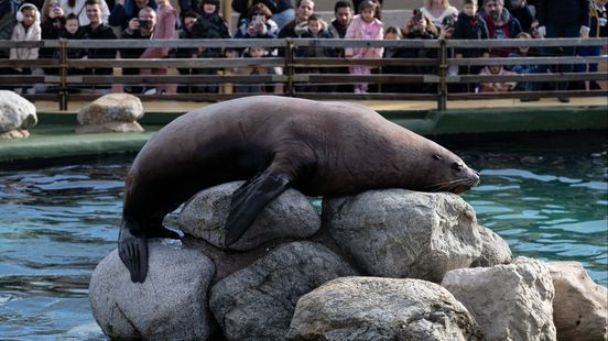 Sea lions doing tricks are a thing of the past