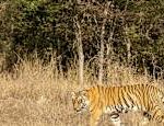 Study Indian tiger population doubled in decade Brief news