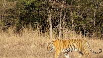 Study Indian tiger population doubled in decade Brief news