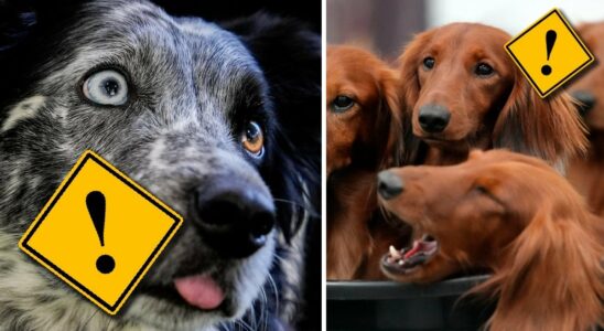 Swedish dogs mysteriously ill avoid this food