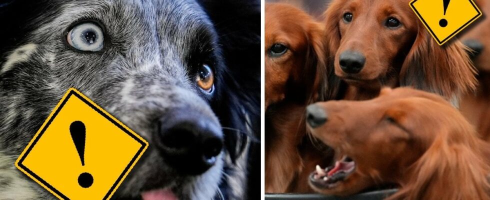 Swedish dogs mysteriously ill avoid this food