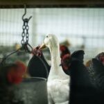 That disease caused panic First death from bird flu in