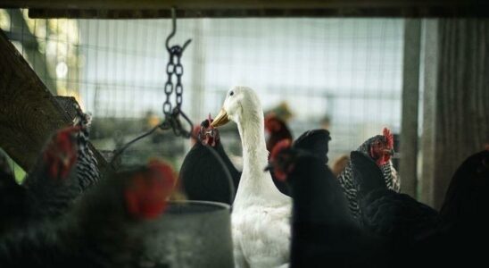 That disease caused panic First death from bird flu in