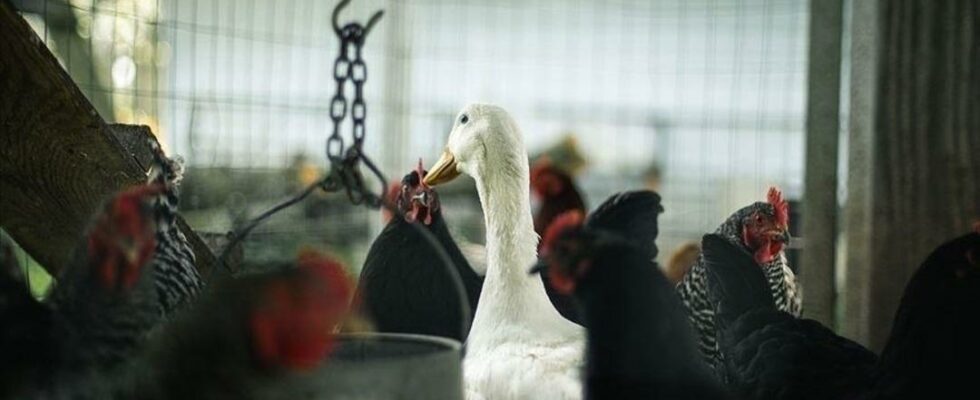 That disease caused panic First death from bird flu in