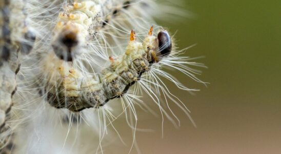 The caterpillar produces rash and difficulties 800 nests found