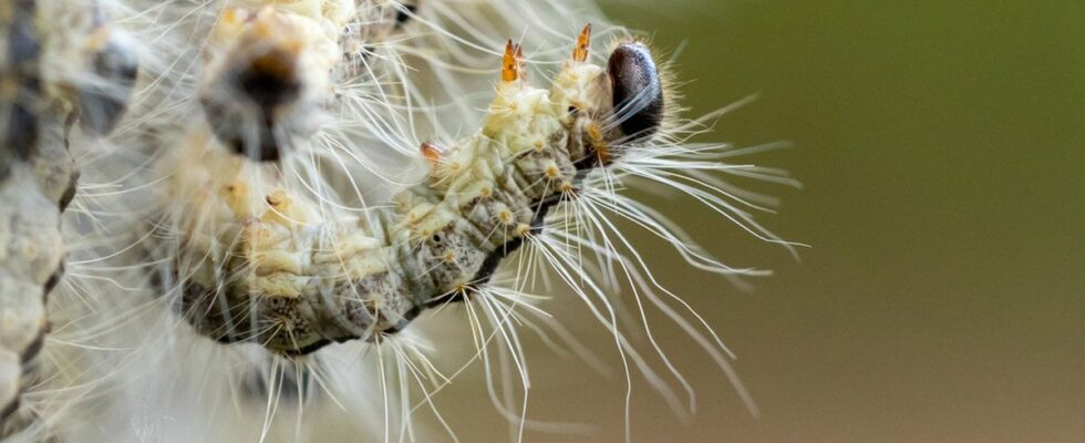 The caterpillar produces rash and difficulties 800 nests found