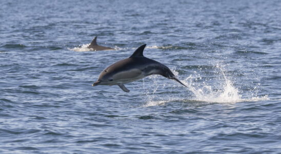 The number of dolphins killed by French fishing is insane