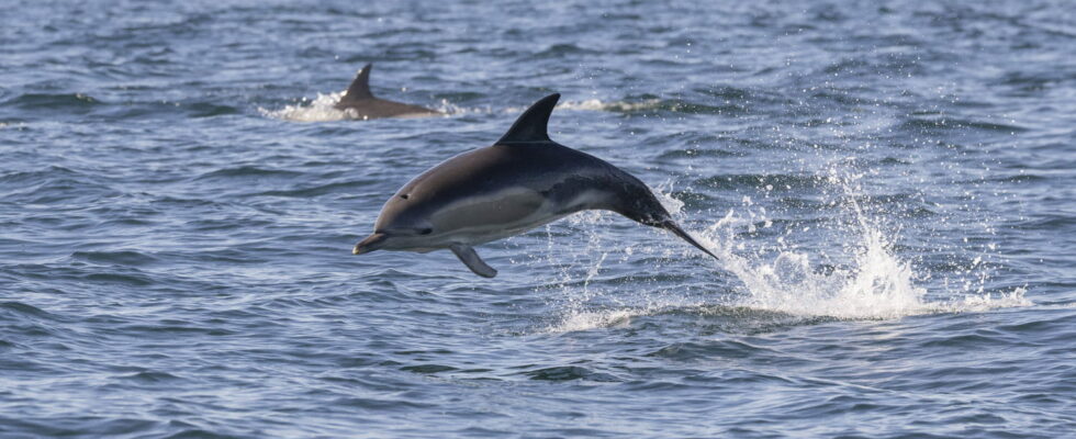 The number of dolphins killed by French fishing is insane