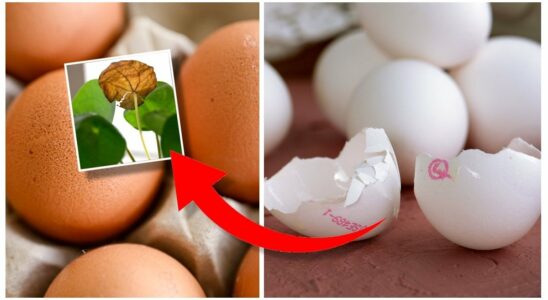 Therefore you should save eggshells