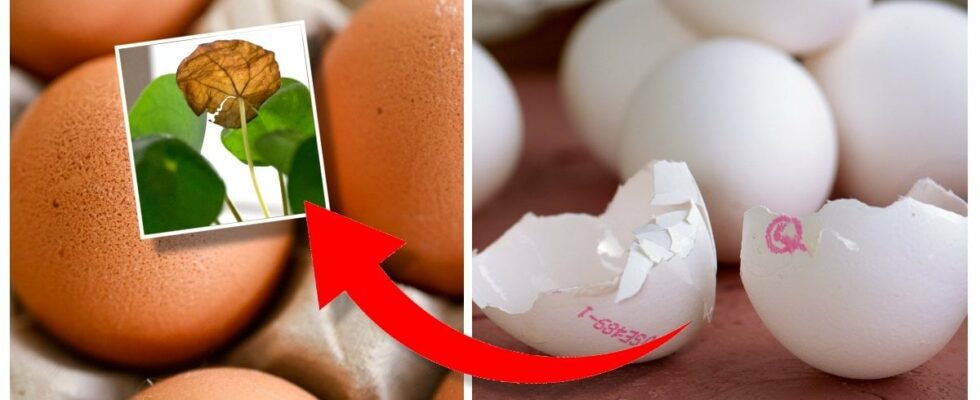 Therefore you should save eggshells