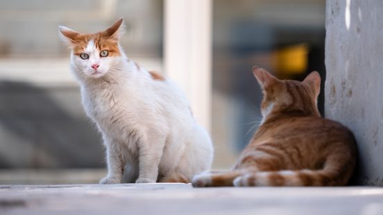 These are the most popular craziest and funniest cat names