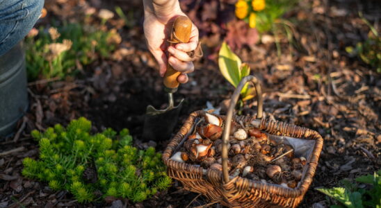 They must be planted now for a flowery garden in